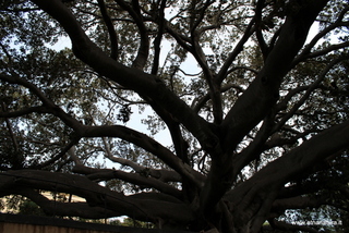 Ficus Scuola Superiore